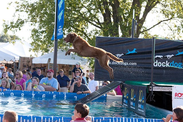 Big_Air_Dog_Jumping_Contest_Wikimedia-Commons-4946499682