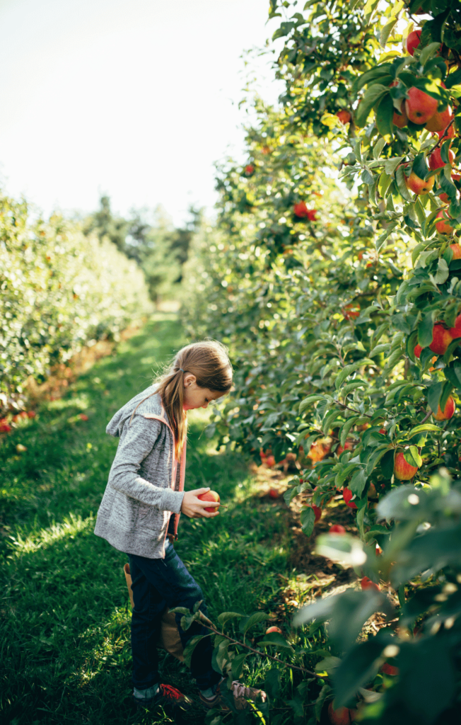 young girl apple-picking